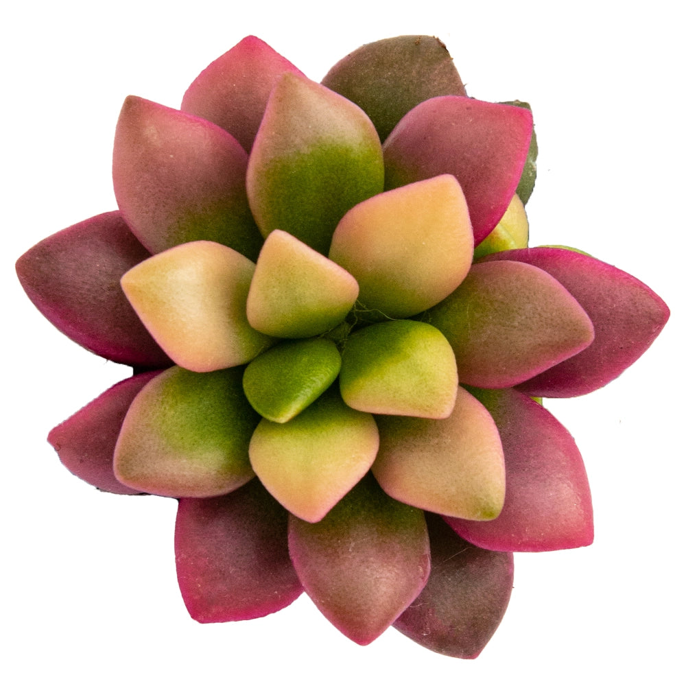 Anacampseros telepiastrum