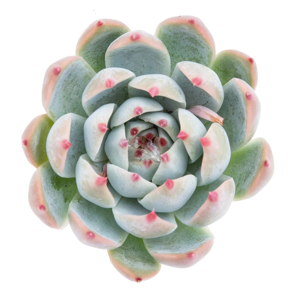 Echeveria Type