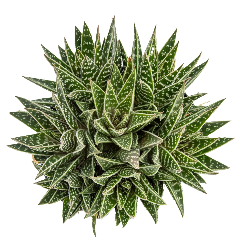 Hawortia tiki tahi