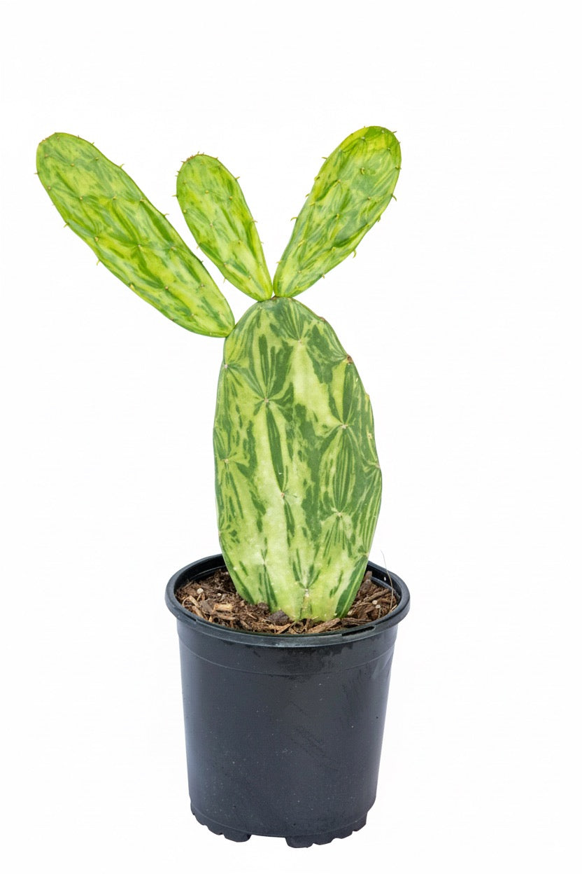 Opuntia Prickly Pear (variegated)