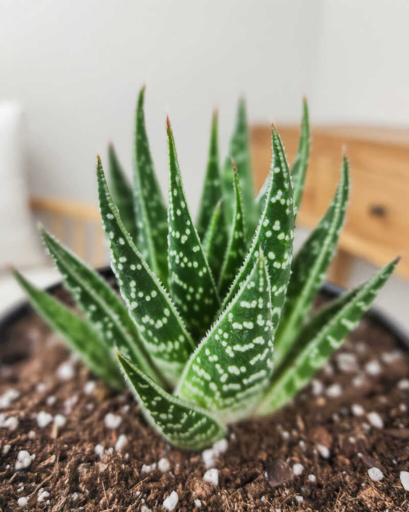 Haworthia Tiki Tahi