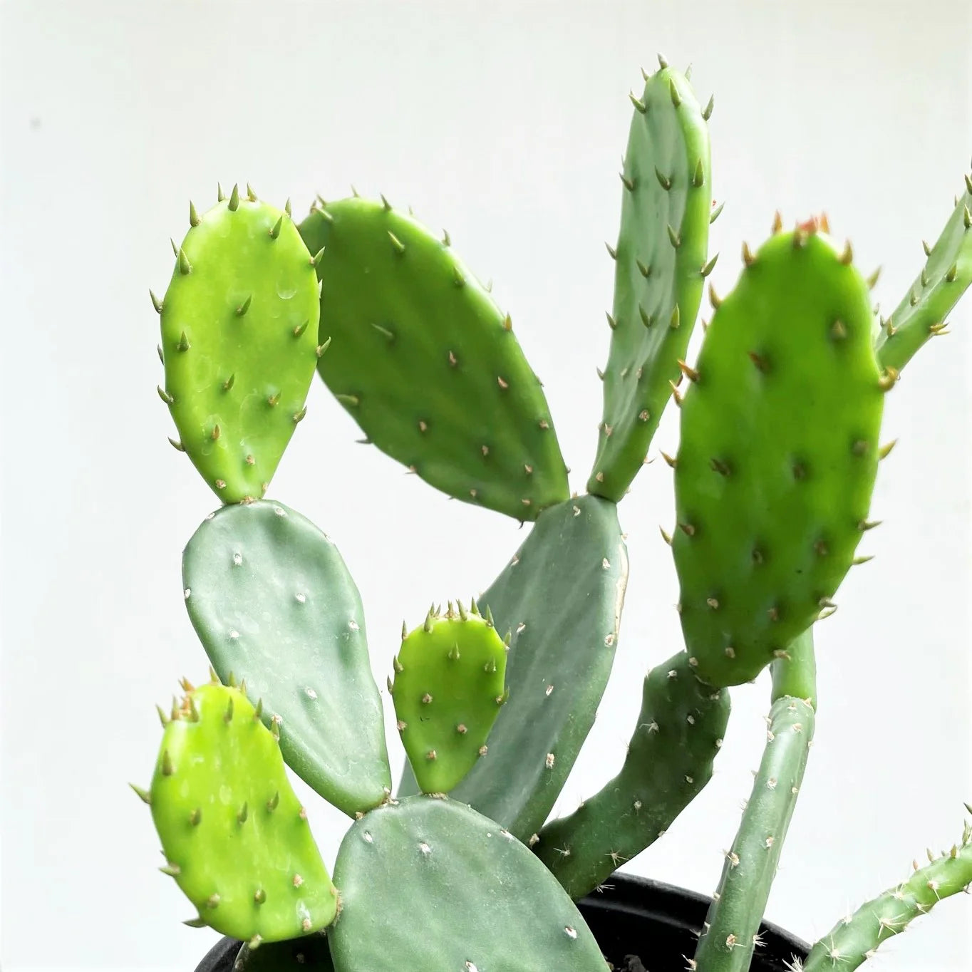 Opuntia Cocenillifera Prickly Pear 6" - 12"