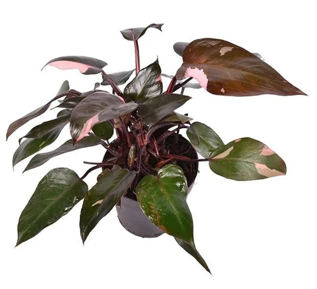Philodendron Pink Princess 6" - 12"