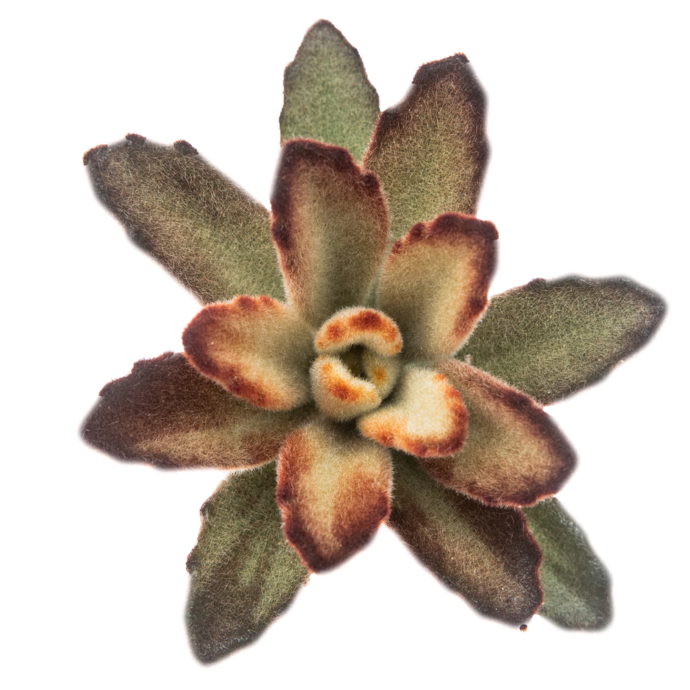 Kalanchoe Chocolate Soldier