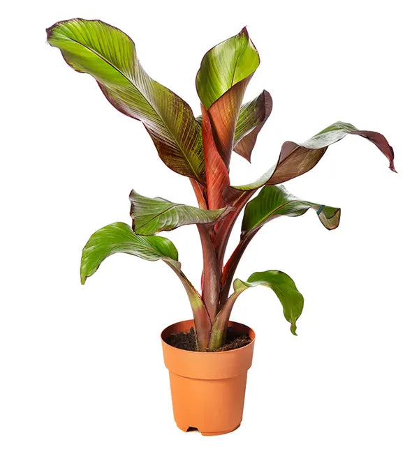 Ensete Maurelii 18" - 36"
