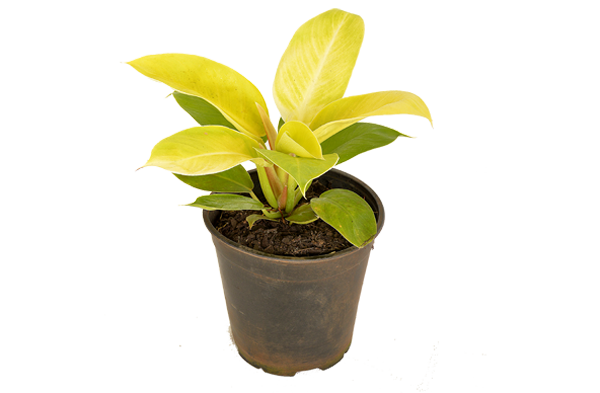 Philodendron Moonligth 6" - 12"