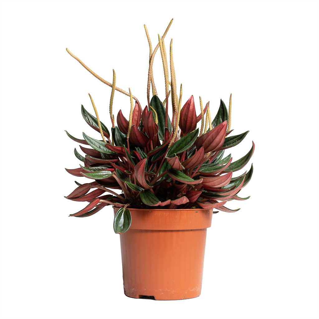 Peperomia Rosso 4" - 6"