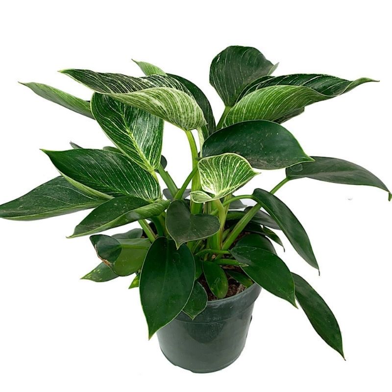 Philodendron birkin 6" - 12"