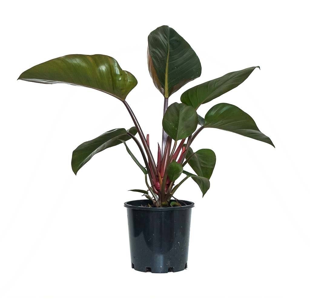 Philodendron Congo 16" - 20"