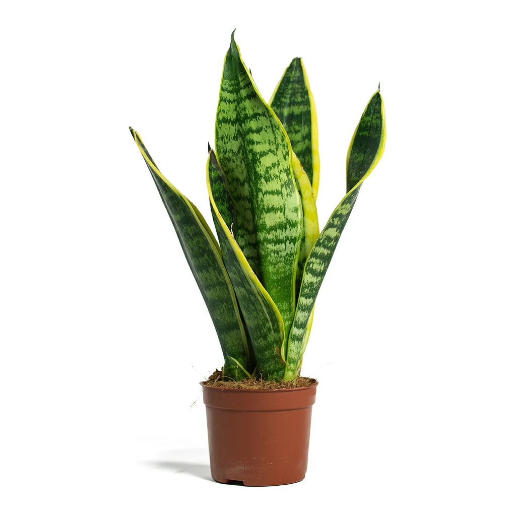 Sanseveria Futura 6" - 10"