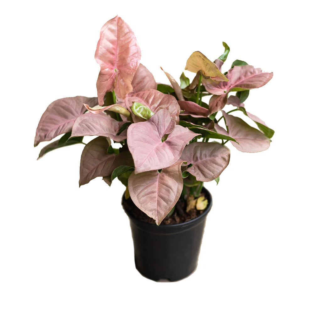 Syngonium Pink 6" - 12"