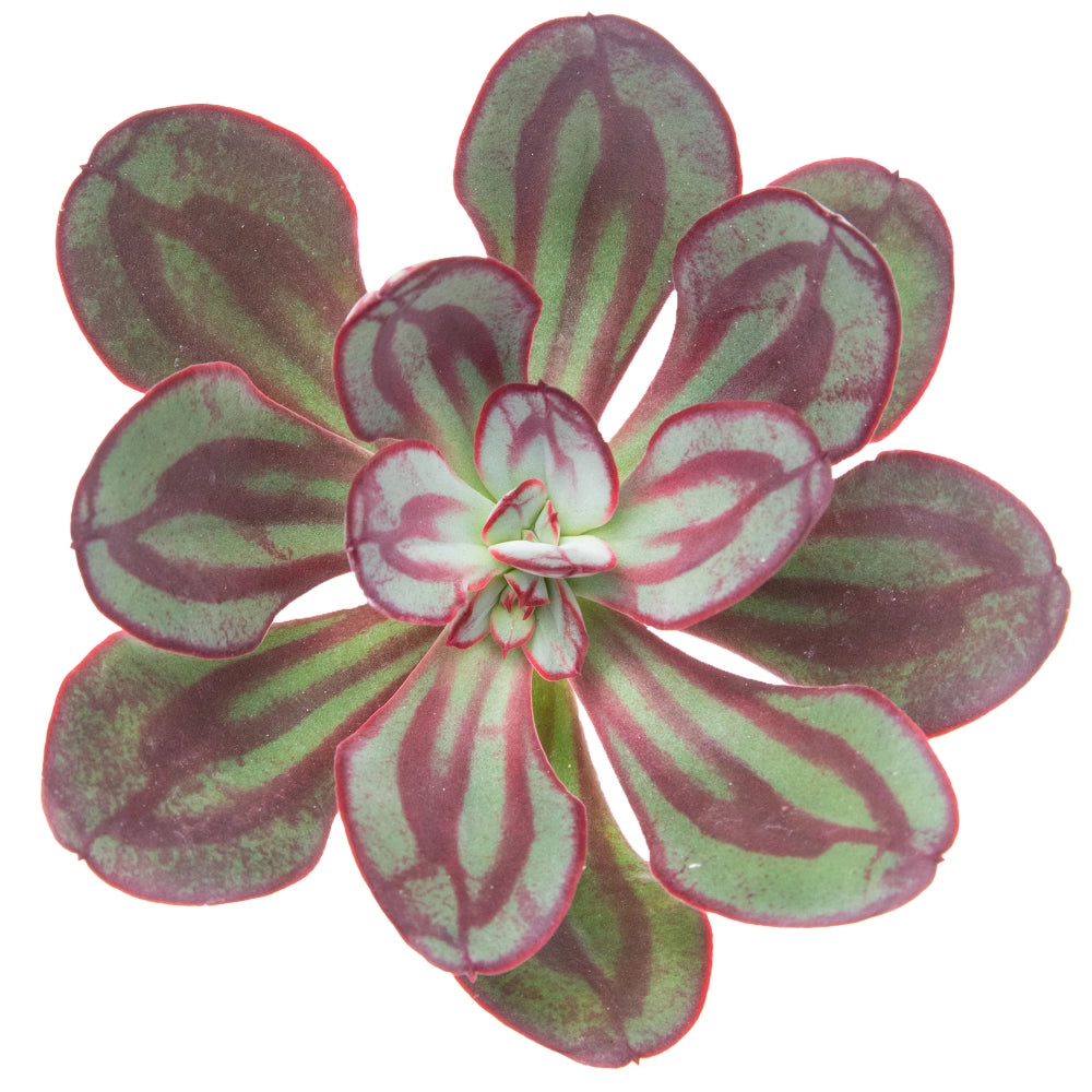 Echeveria nodulosa red line