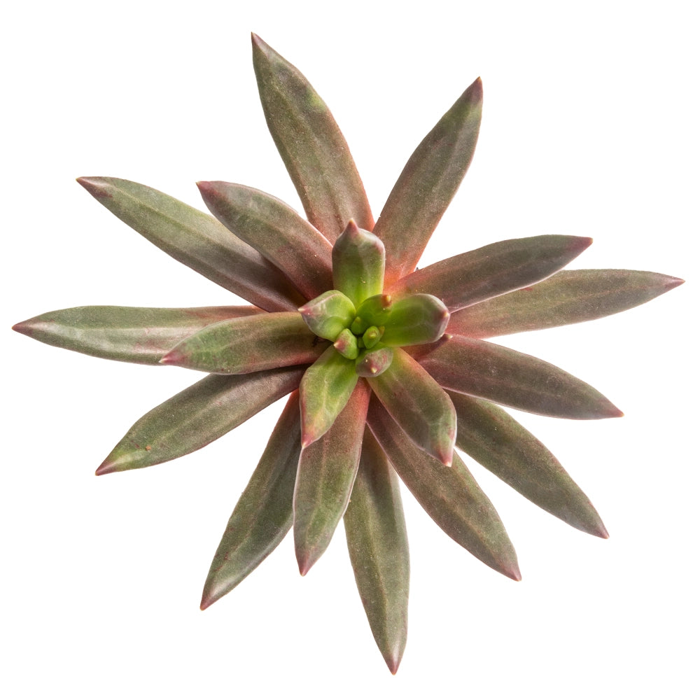 Echeveria macarena