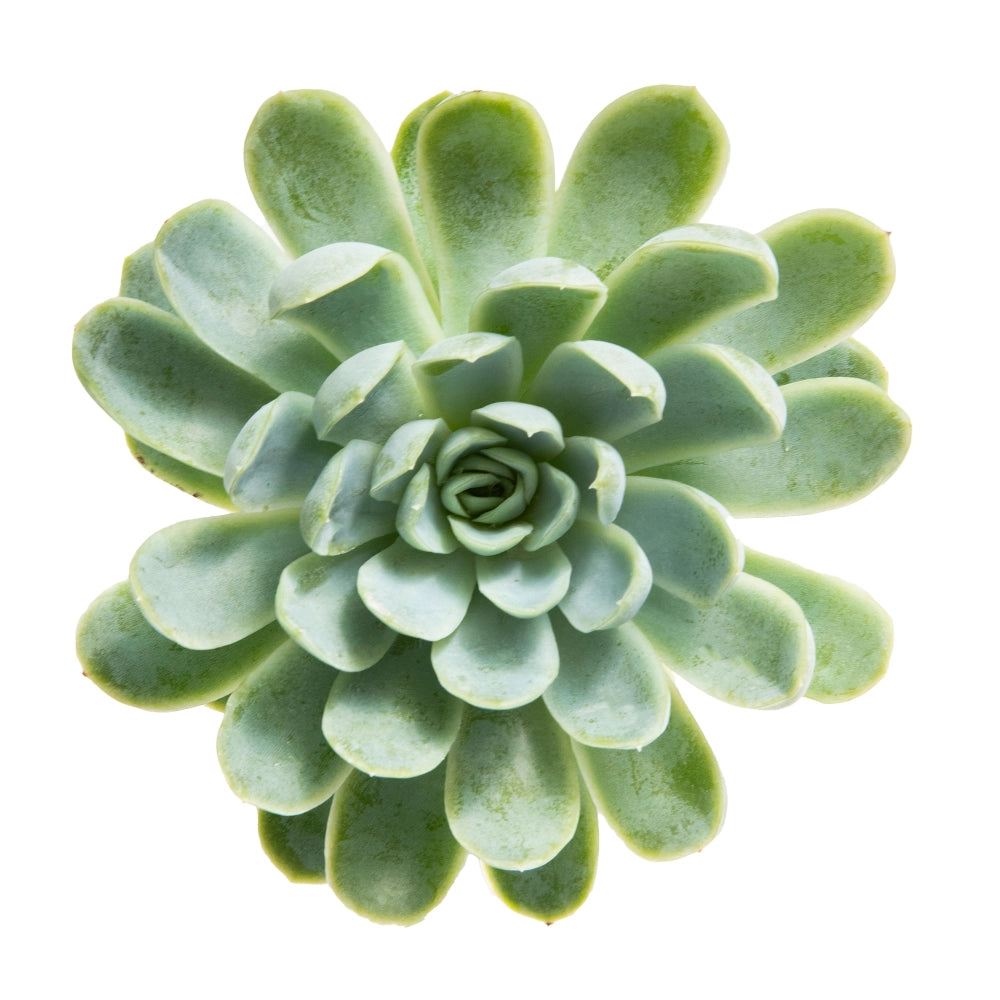 Echeveria elegans green