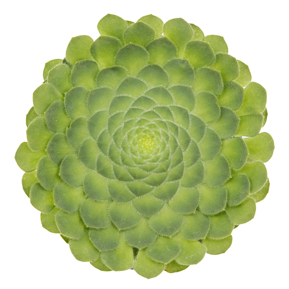 Aeonium tubuliforme rosa jericó