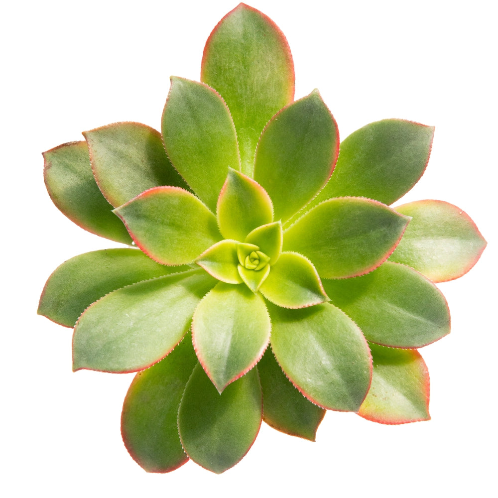 Aeonium Hawortii rosa de piedra