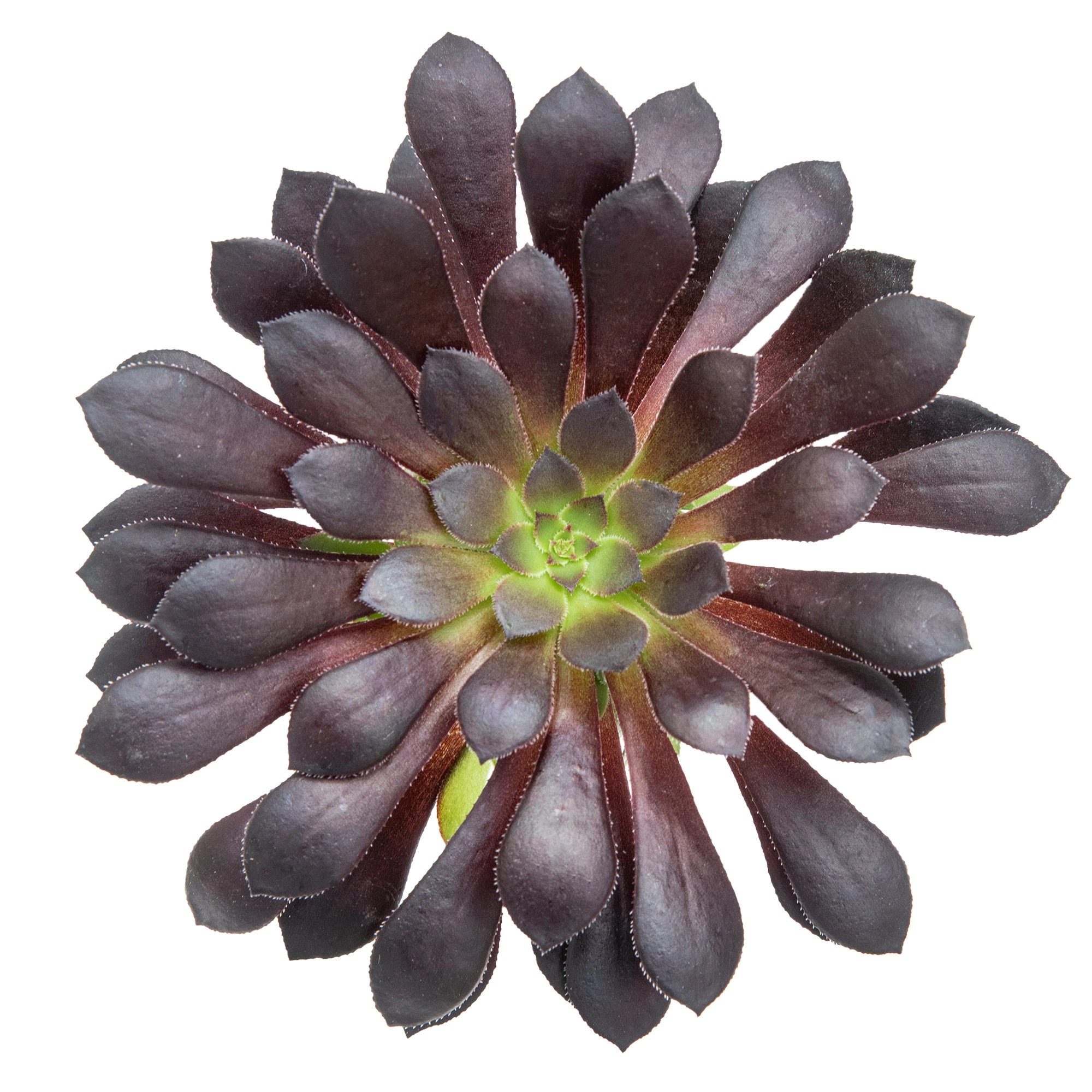 Aeonium arboreum Black rose