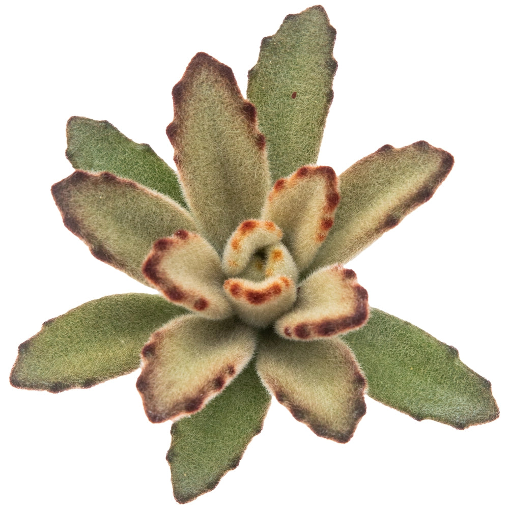 Kalanchoe tomentosa brown