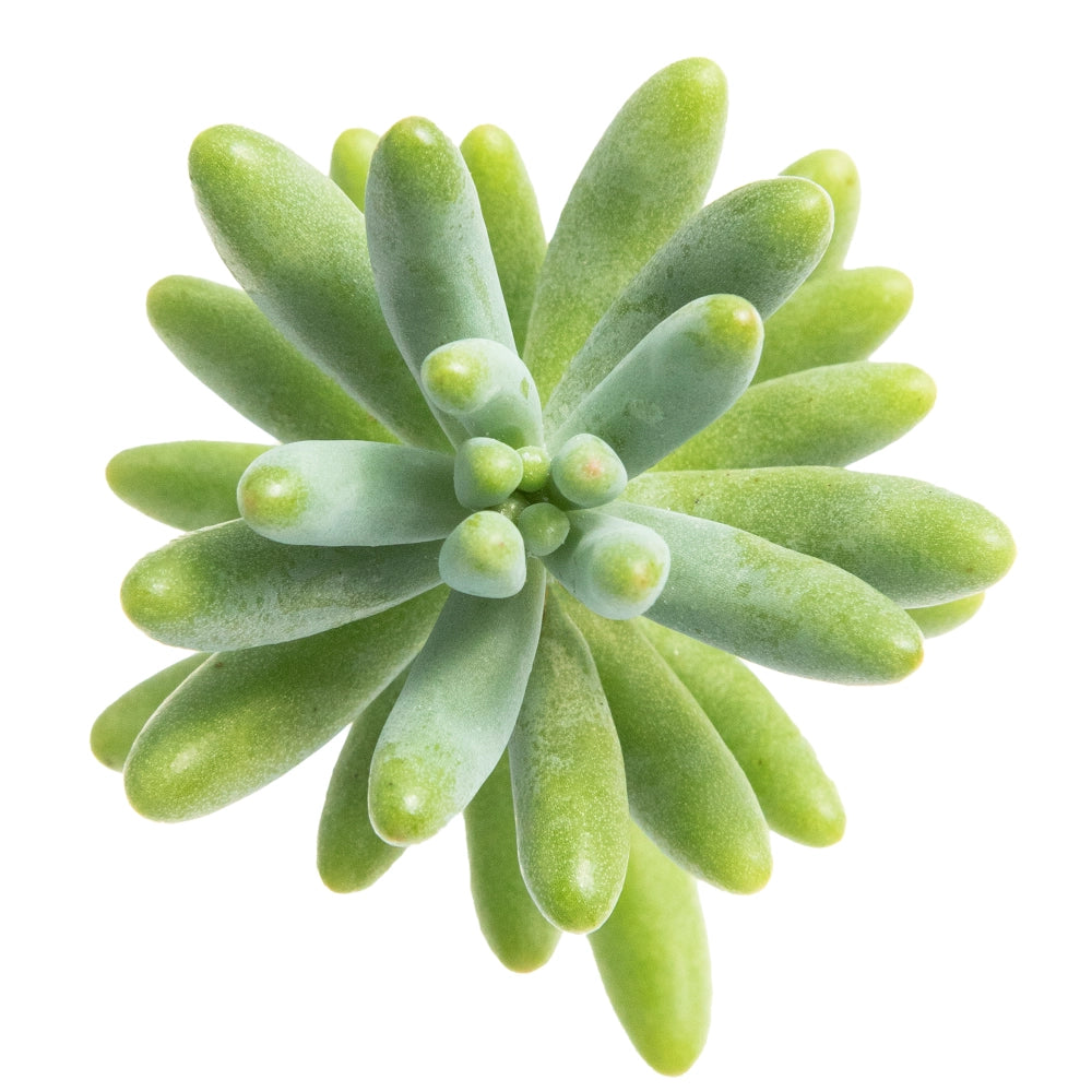 Sedum pachyphyllum lemon