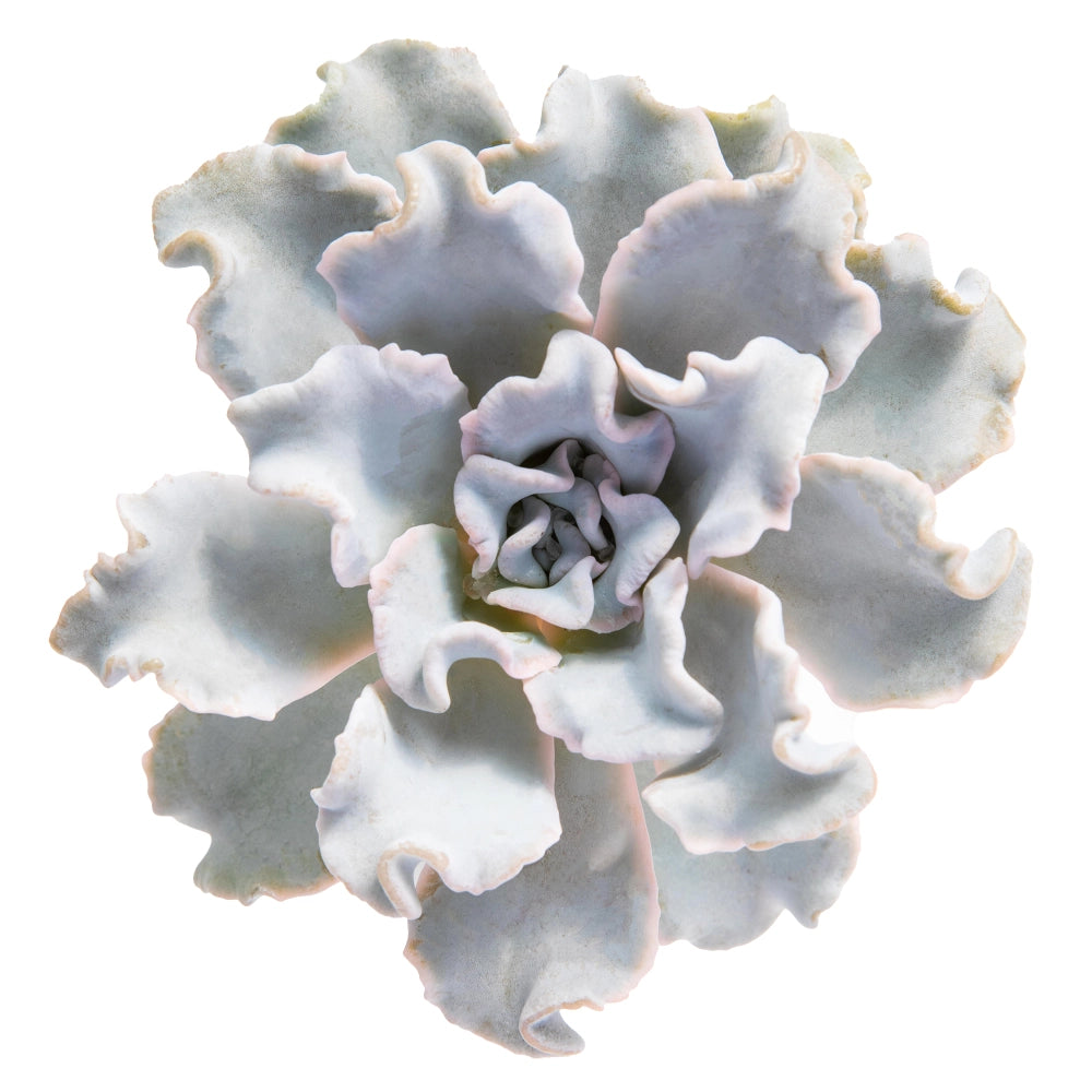 Echeveria crispate