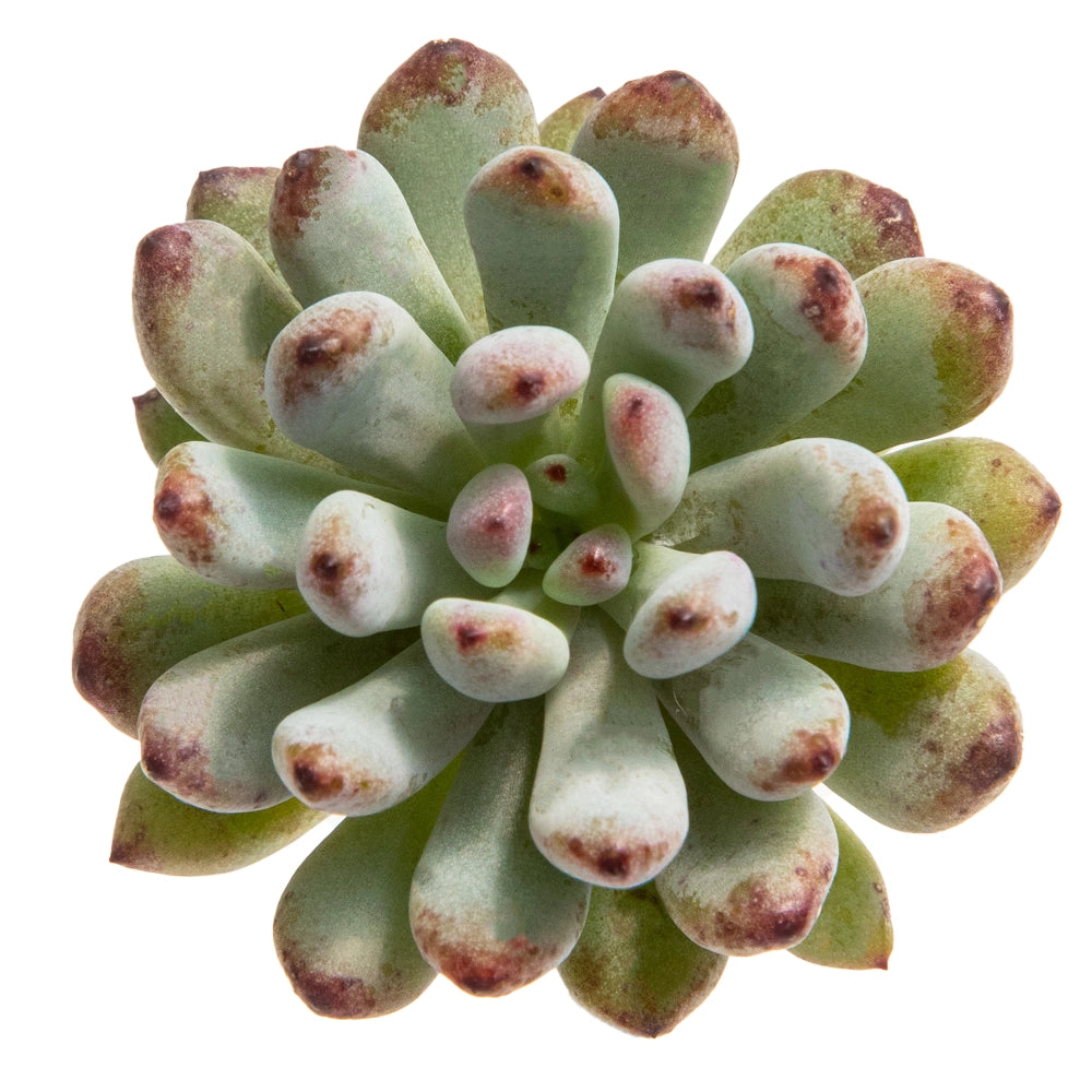 Graptosedum blue bean