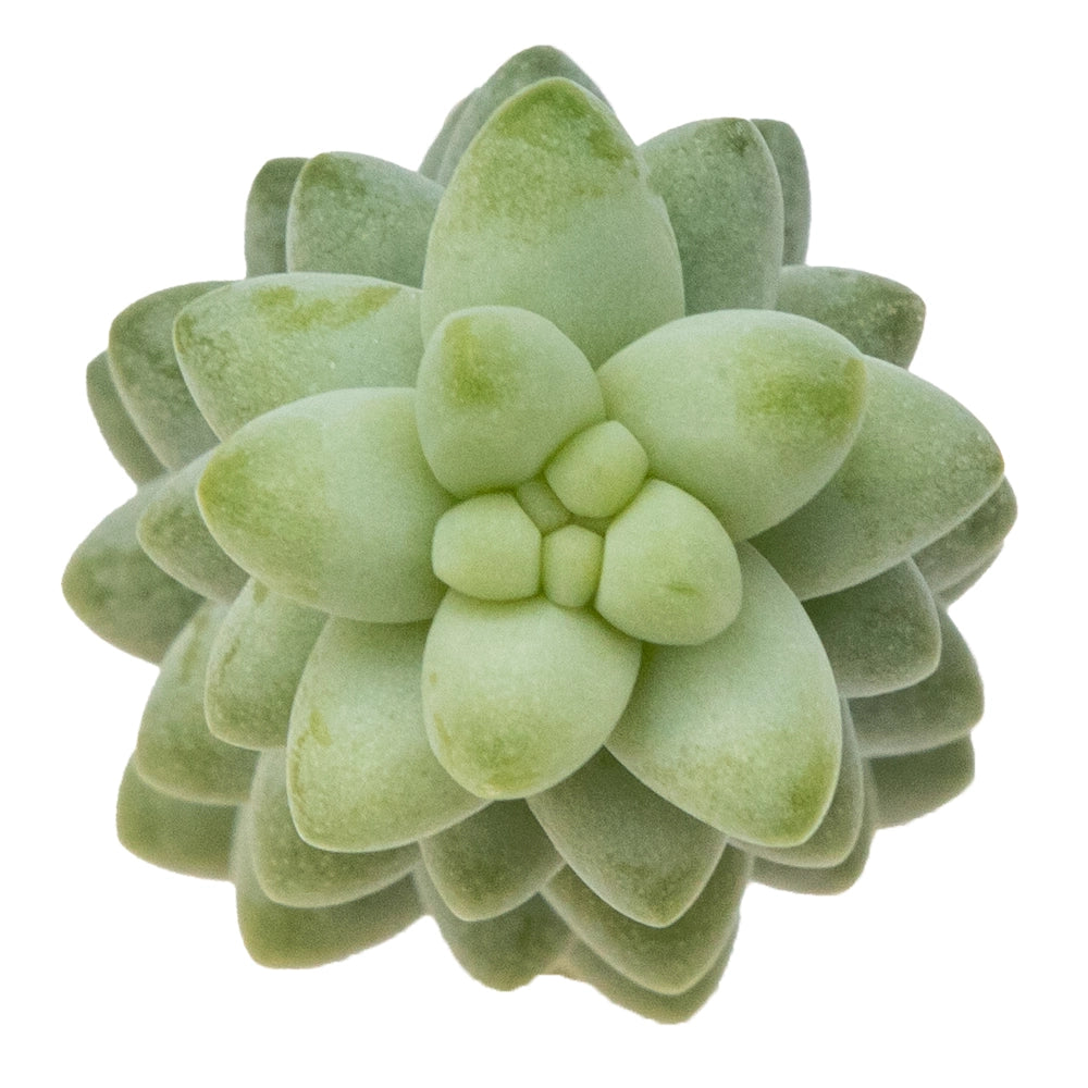 Sedum morganianum baby donkey