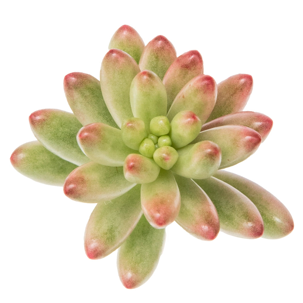 Sedum rubroticum aurora