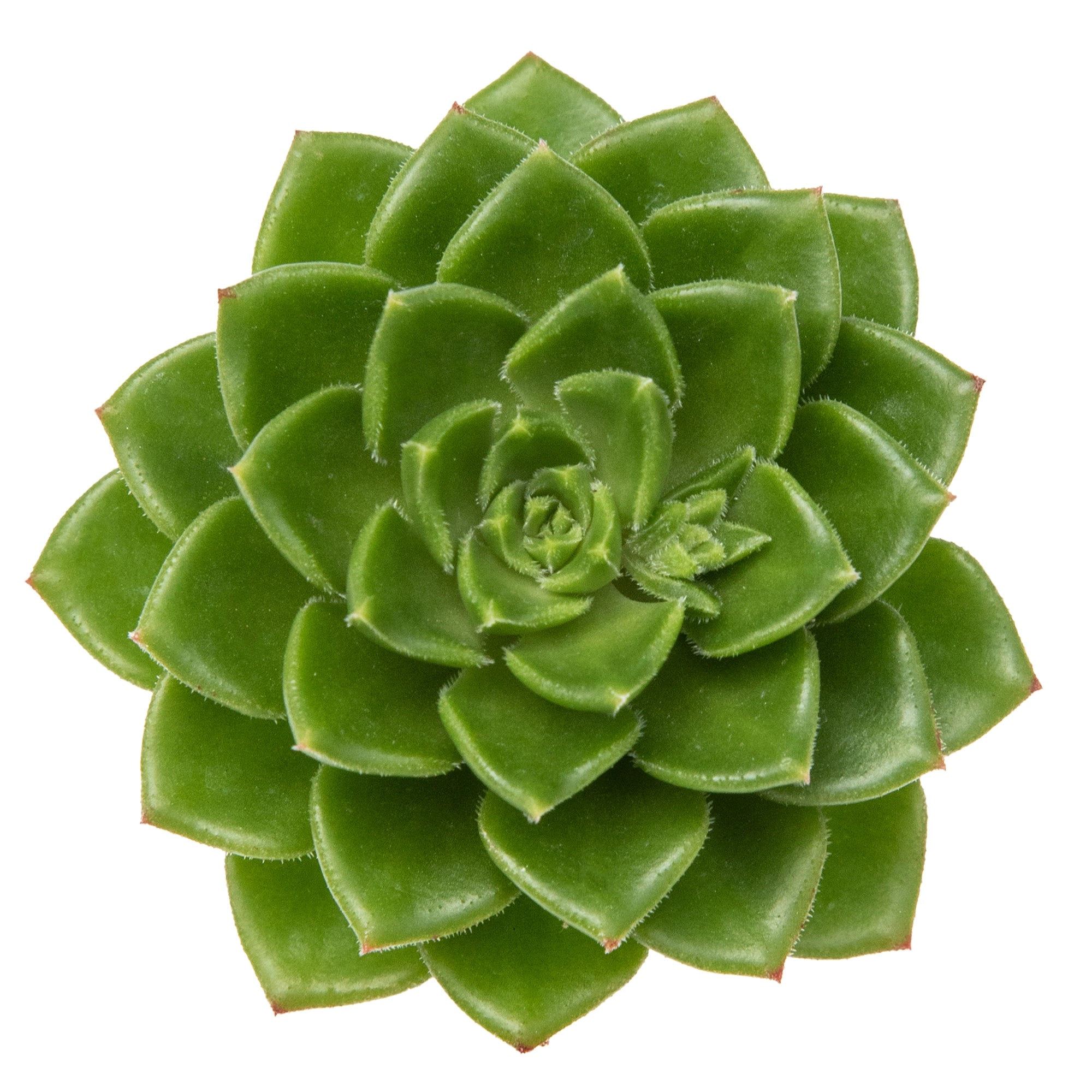 Echeveria atroviridis