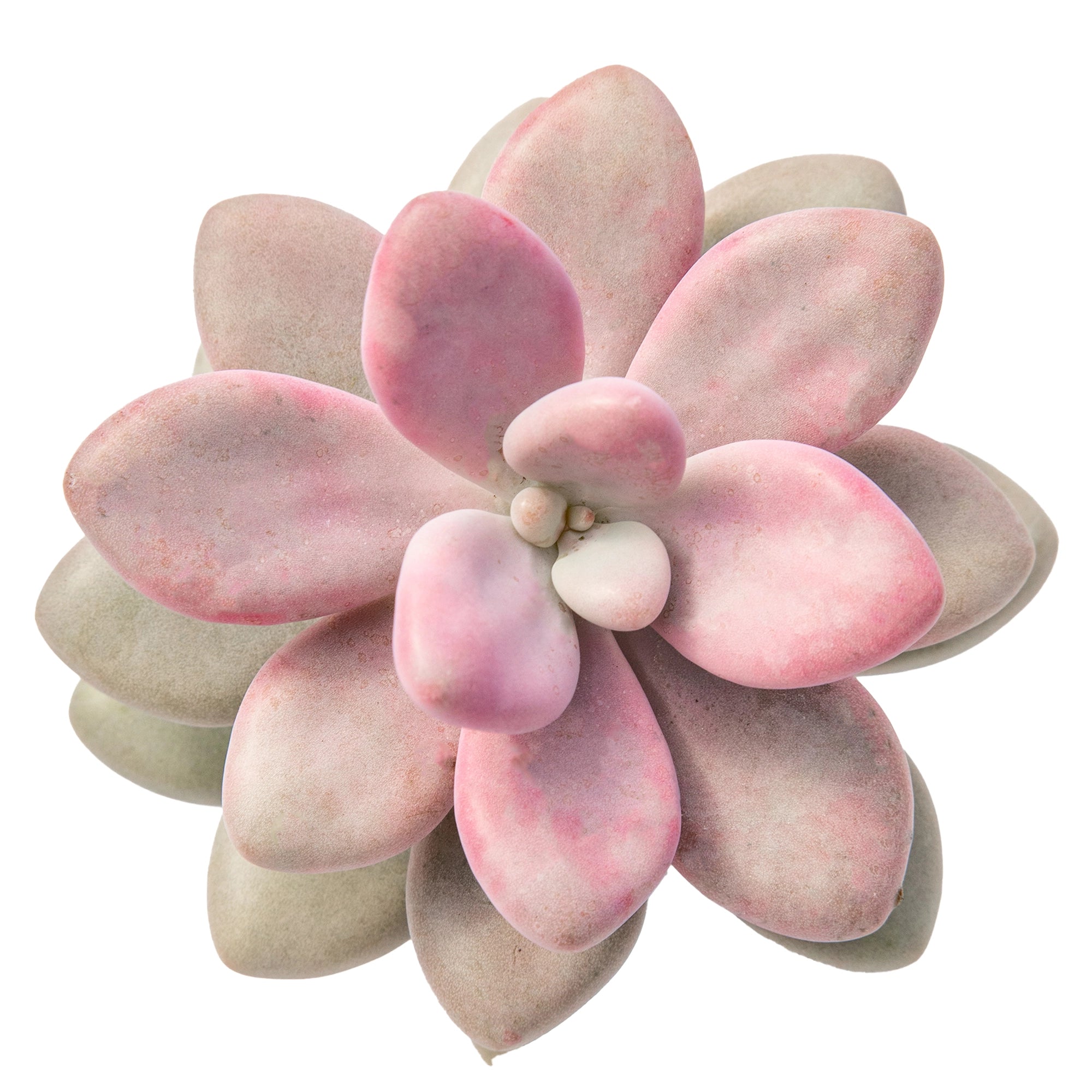 Pachyphyllum