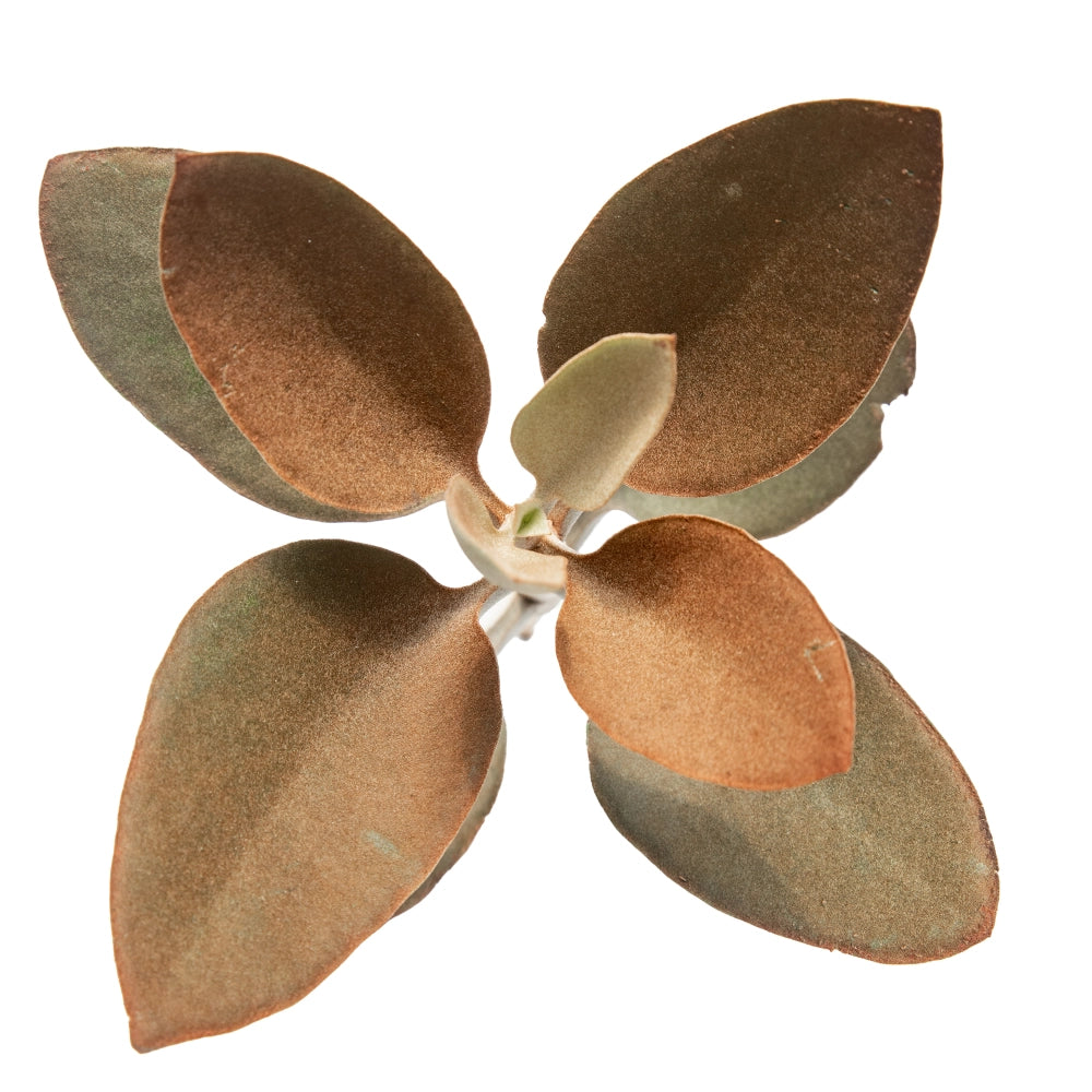 Kalanchoe orgyalis cinnamon