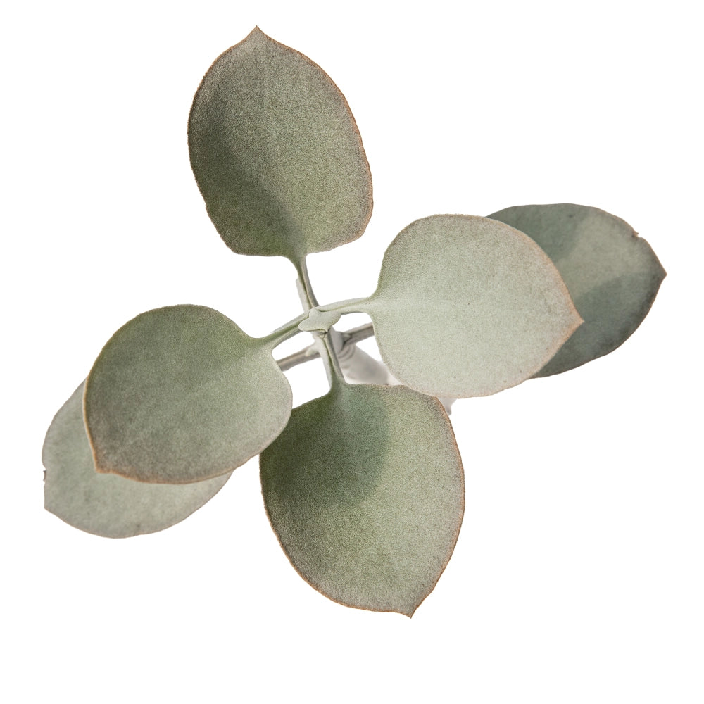 Kalanchoe orgyalis silver