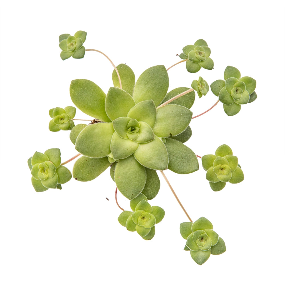 Crassula orbicularis