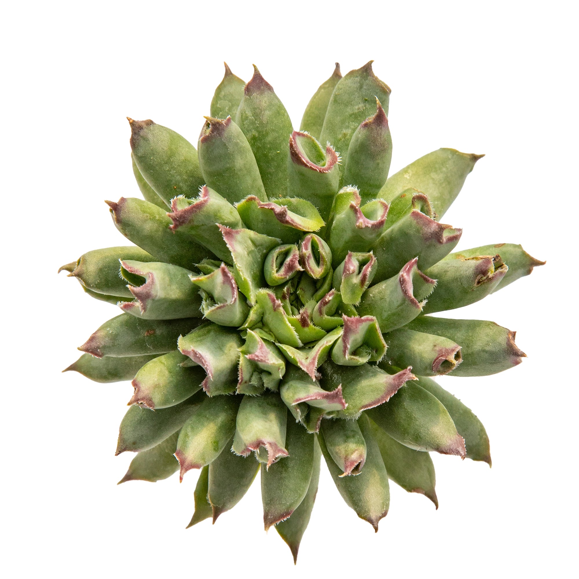 Sempervivum odity