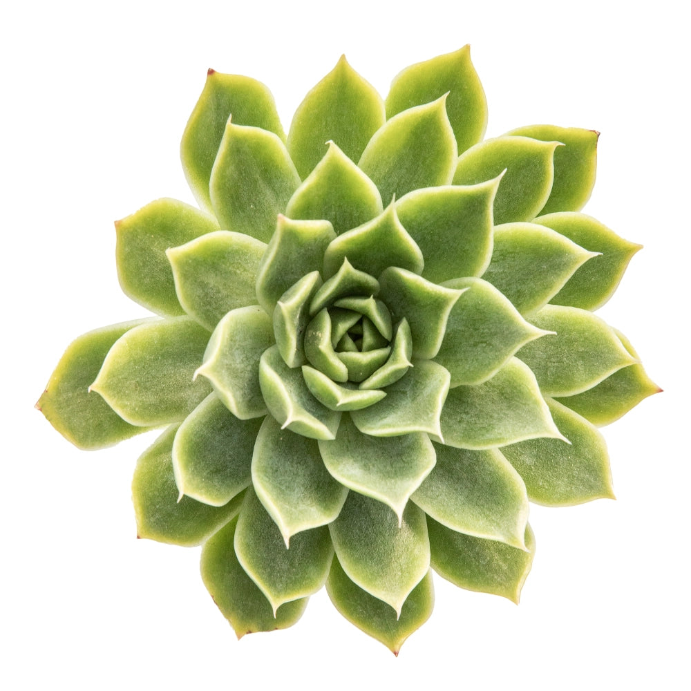 Echeveria sp.