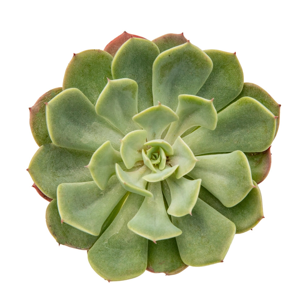 Echeveria imbricata