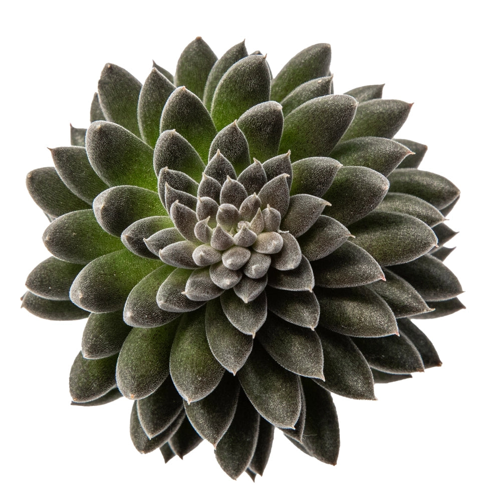 Sedum indicum
