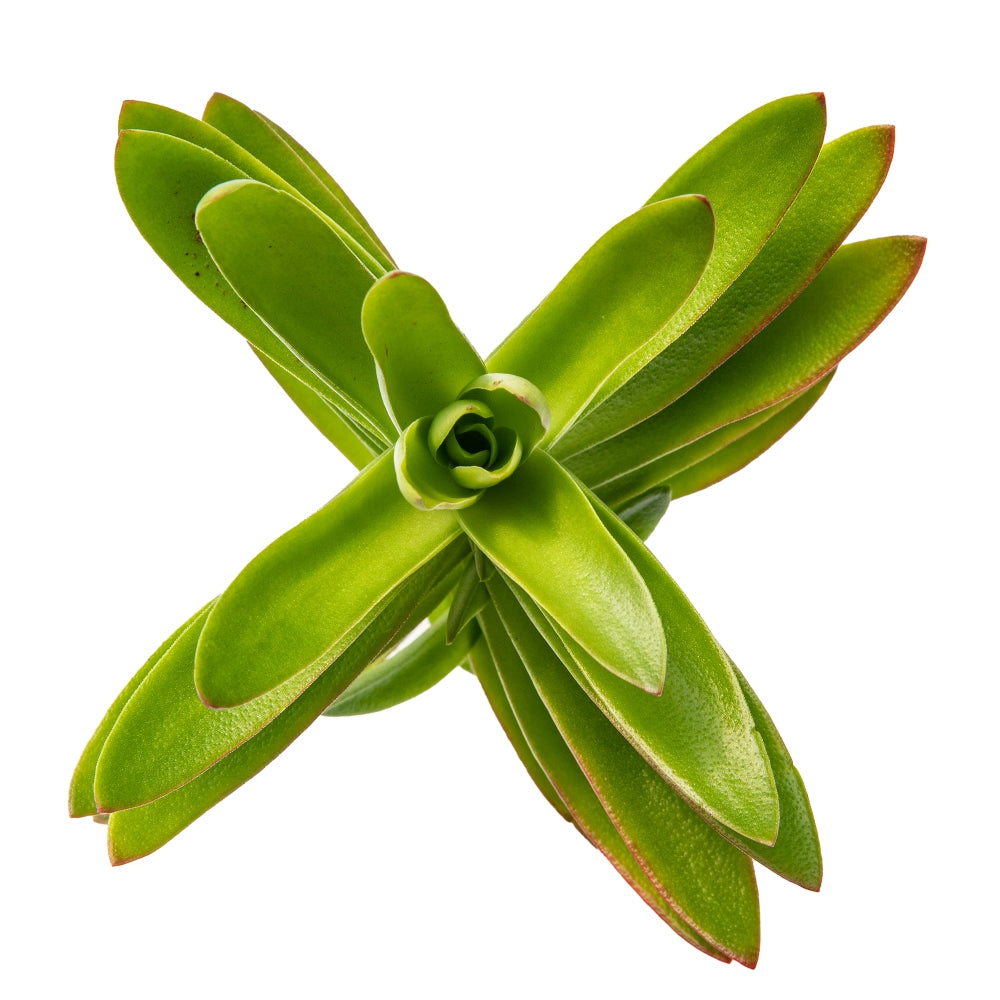 Crassula capitela camp fire