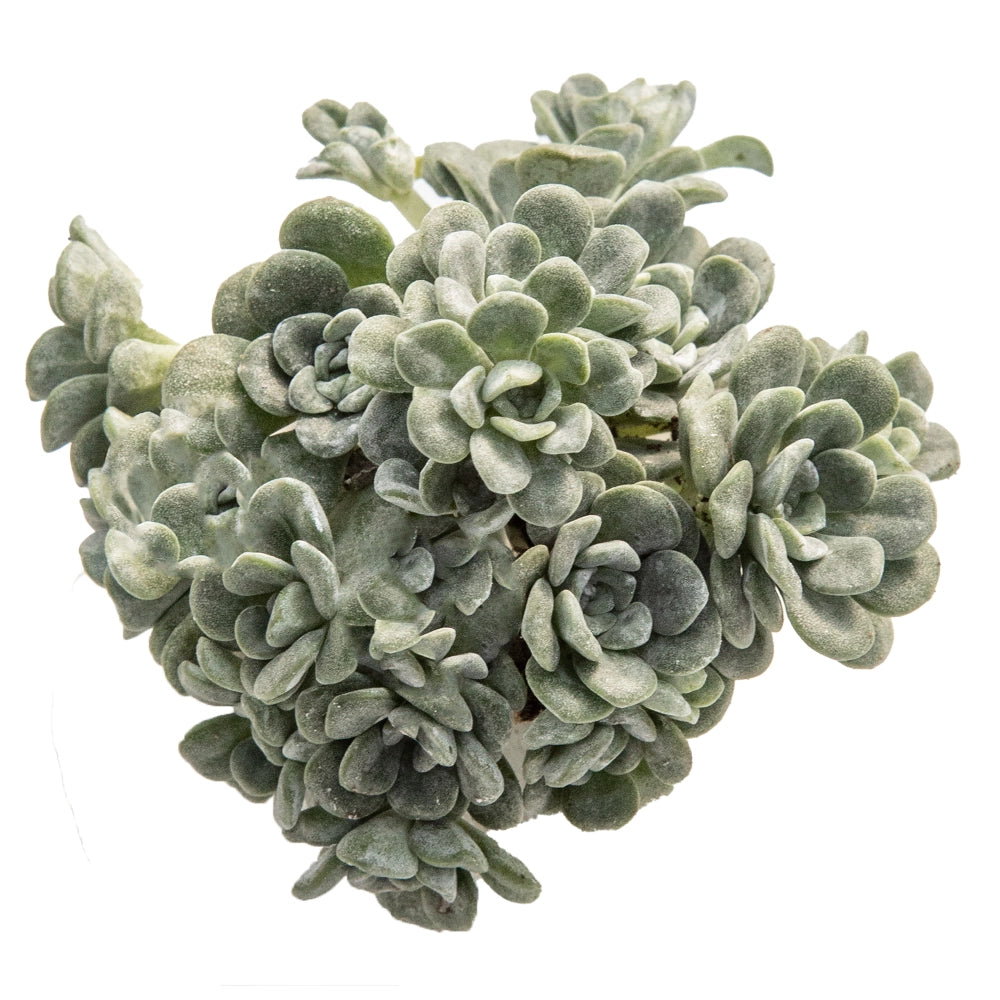 Sedum spathulifolium