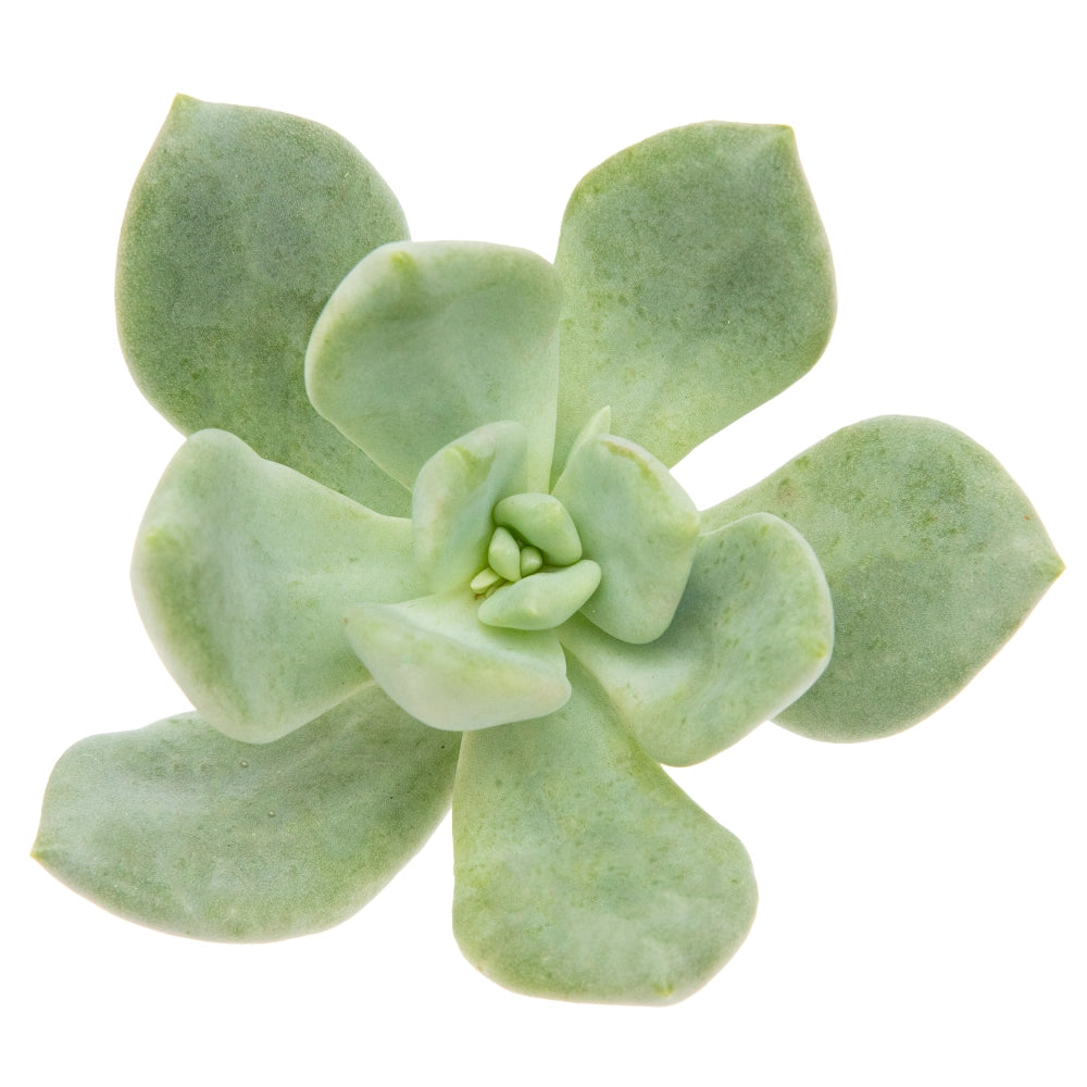 Echeveria haggi green
