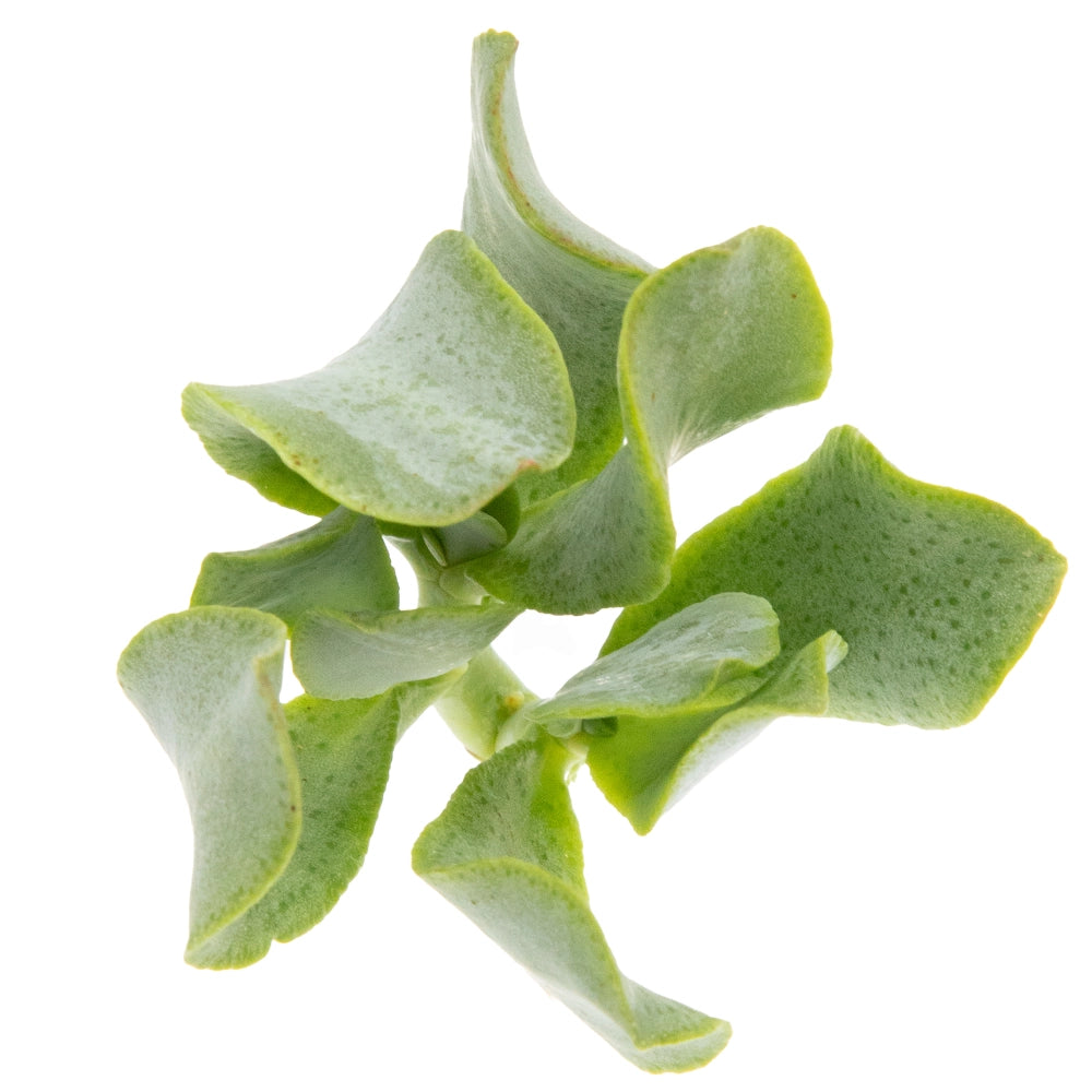 Crassula aborescens curly norma