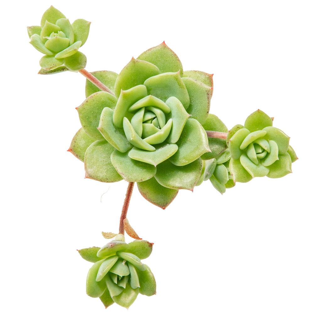 Echeveria prolifica