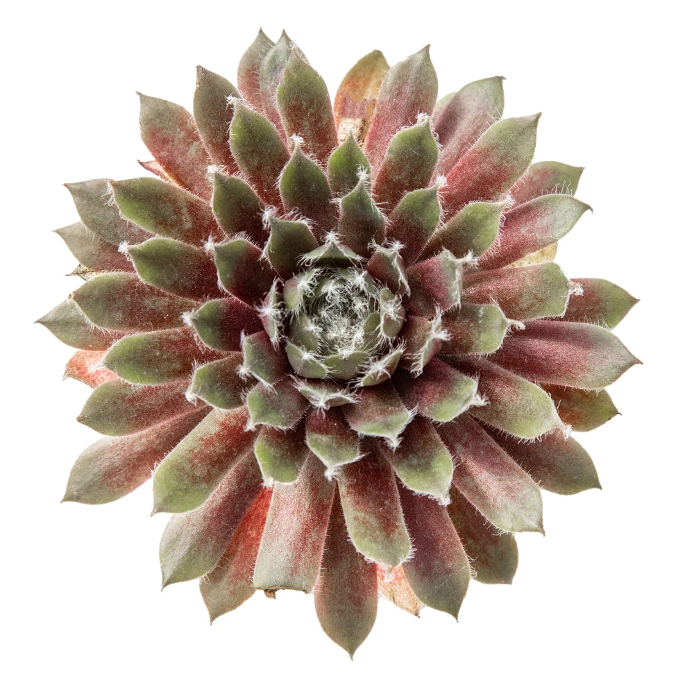 Sempervivum coral red