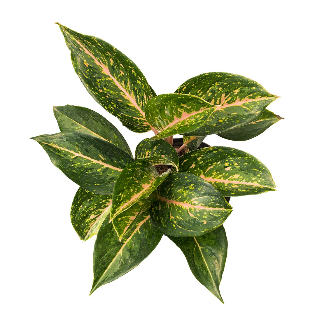 Aglaonema Reina  12" - 14"