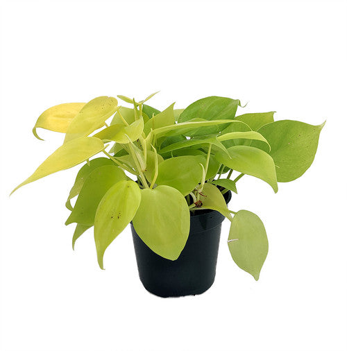 Philodendron Cordatum Lemon / Full heads