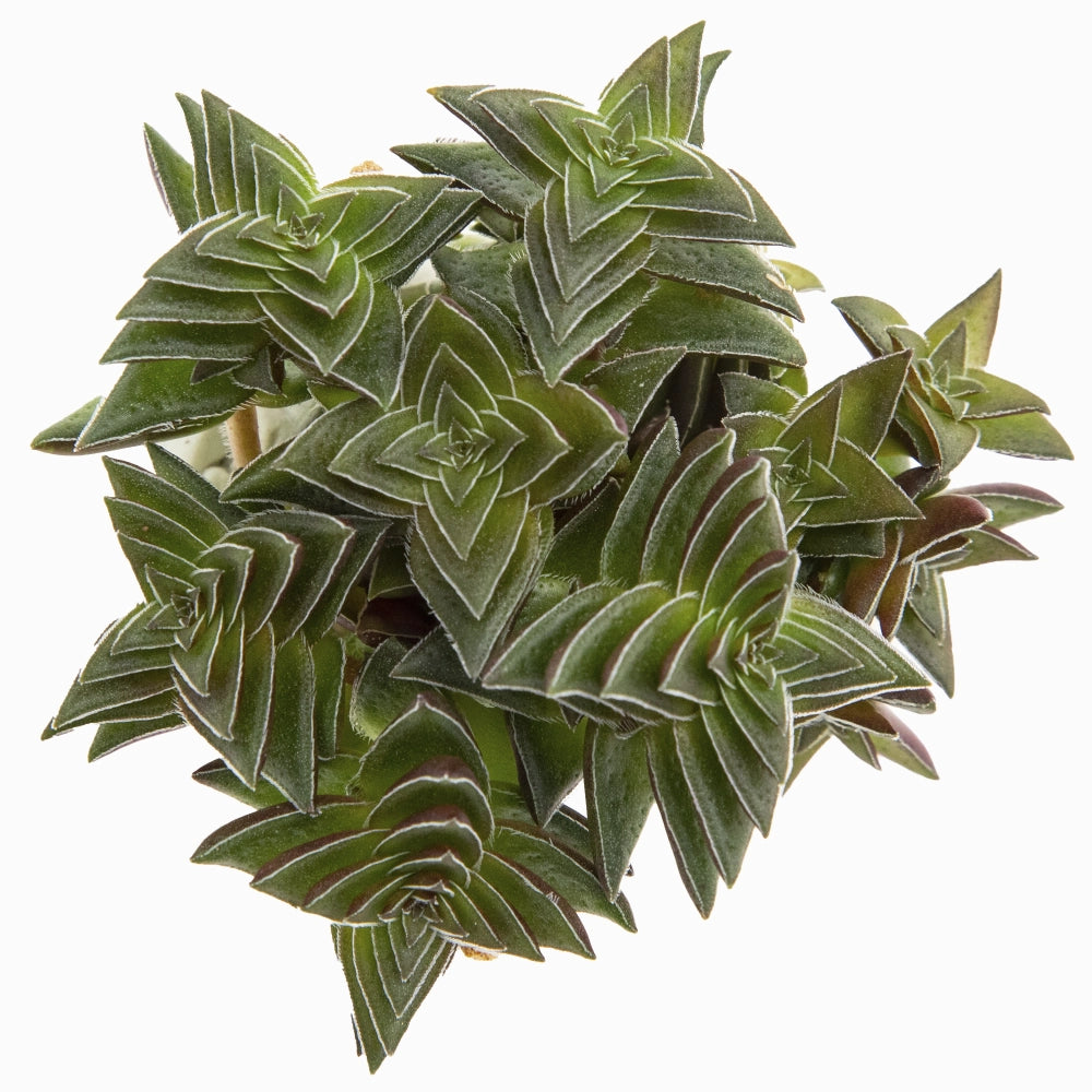 Crassula capitella origami