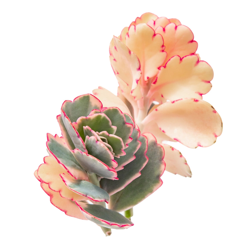 Kalanchoe lavanda