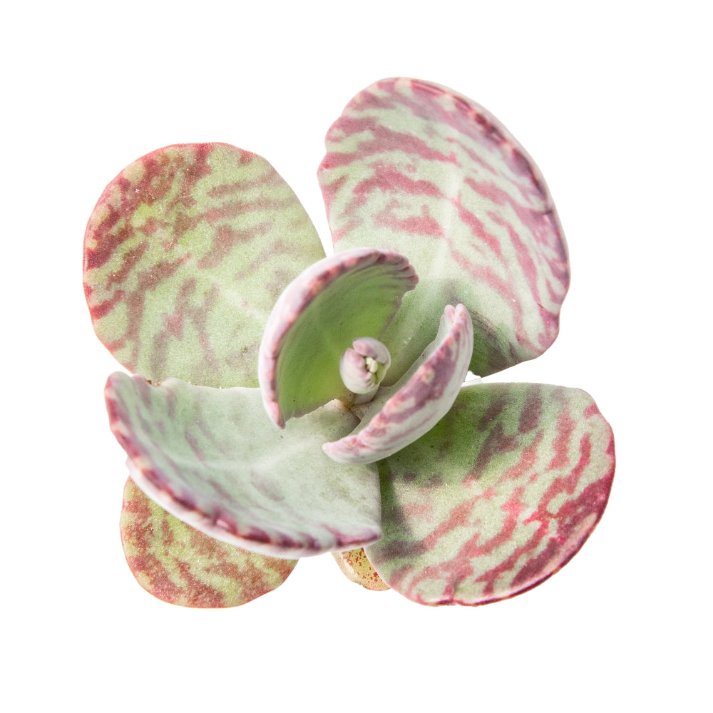 Kalanchoe humilis magic zebra
