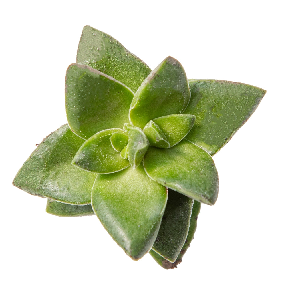 Crassula rupestris