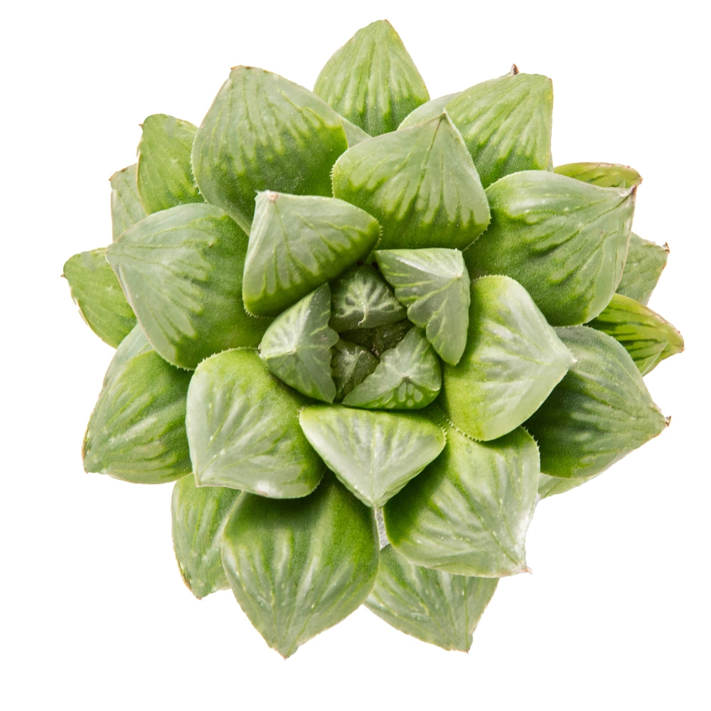 Hawortia retusa