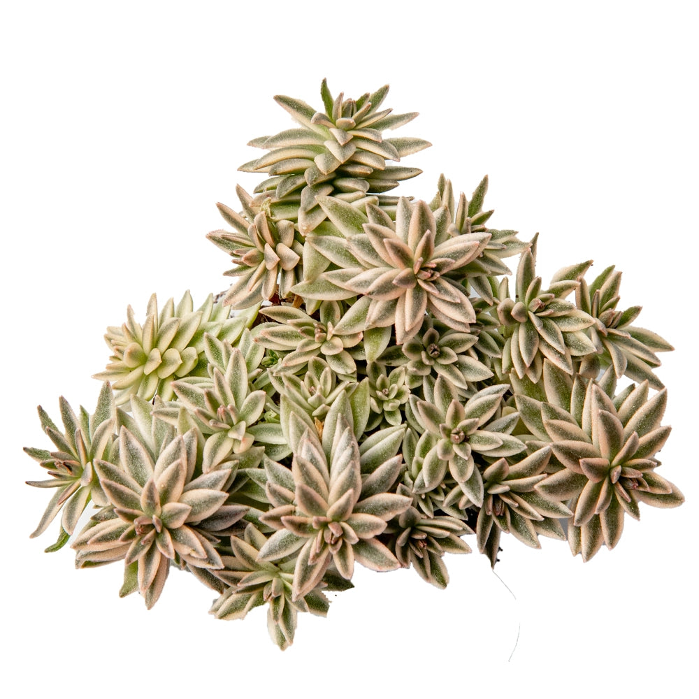 Sedum lineare